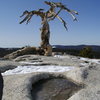 Pothole in Yosemite granitic rock. Sentinel Dome. Chemical and physical processes enlarge holes over time.  Water is a polar molecule and acts as a chemical solvent, causing weathering of granite around the hole  Standing water in pothole causes granite to disintegrate= auto cyclic reaction.<br>
<br>
This tree is the famous Ansel Adams photo: http://thetuncluer.files.wordpress.com/2007/07/ansel-adams-jeffrey-pine-sentinel-dome.jpg