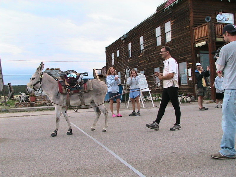 Guinness, the racing burro at the finish of the 29-mile Fairplay race. 