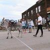 Guinness, the racing burro at the finish of the 29-mile Fairplay race. 