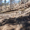 There is now a downed tree across the trail right where it heads up the hill.  