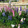 Lupines in El Chalten - Jan 2009.