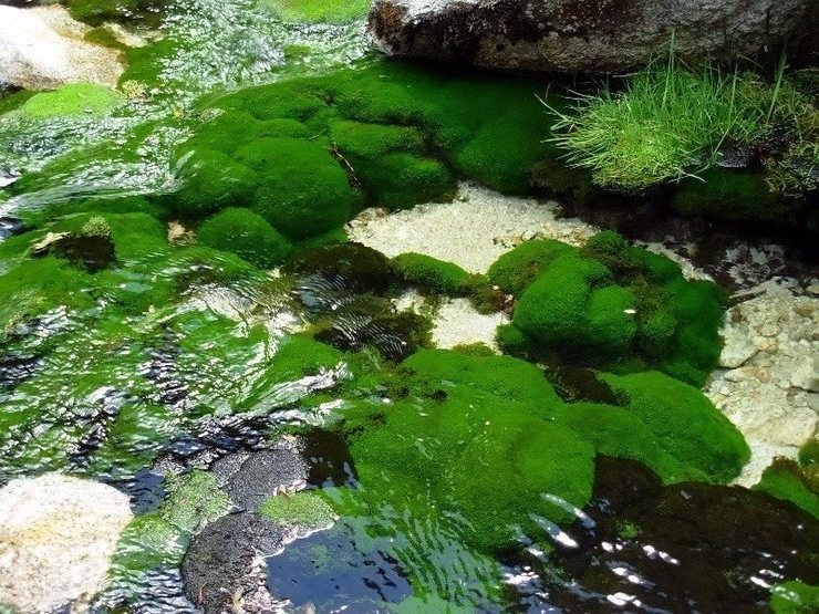 Moss and stream detail, Ishinca Valley