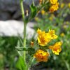 Checker Fiddleneck (Amsinckia tessellata), Riverside Quarry 