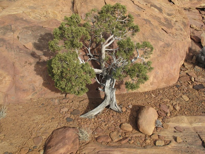 Bonsai on Windy Peak summit