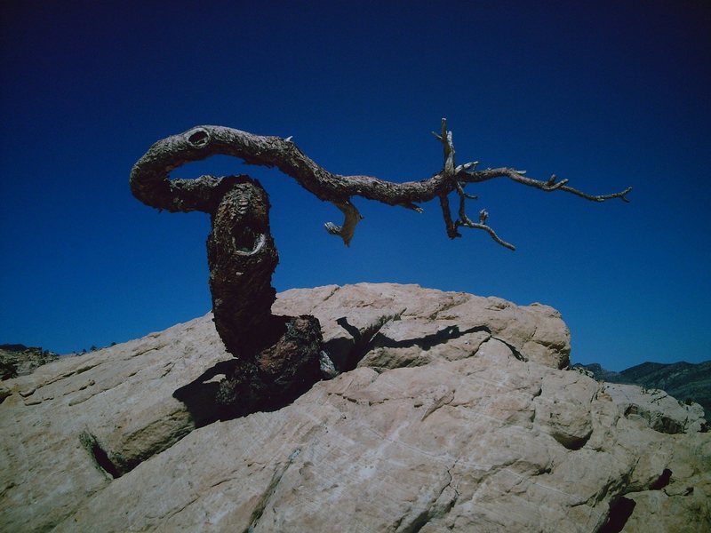 A gnarled pine tree up near the summit of the Hidden wall.