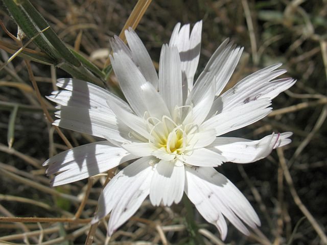 California Chicory (Rafinesquia californica), Joshua Tree NP 