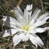 California Chicory (Rafinesquia californica), Joshua Tree NP 