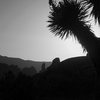 Looking west to the Lost Pencil, Joshua Tree NP