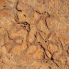 Imprint of Brittle Stars, found on a rock in the Central Gully of the Fortress (4,000 feet above sea level!)