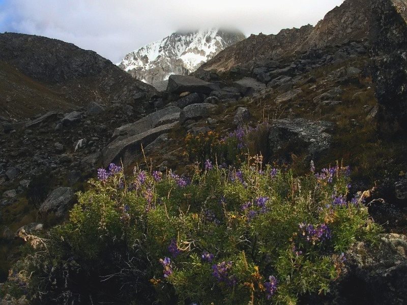 Ranrapalca and Lupine.