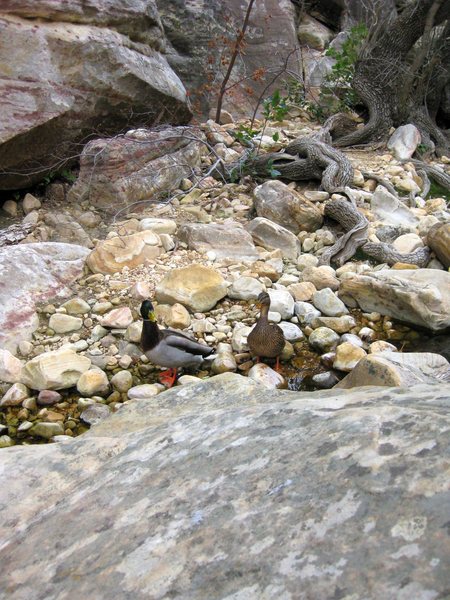 I met up with these scramblers upstream in the North fork of Pine Creek Canyon, Red Rock.<br>
 <br>
(Taken 4/10/09)