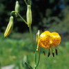 Leopard Lilies, seen in the meadow at the Needles trailhead.