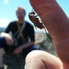 Unidentified cicada on Overhanging Finger, V5