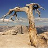 I think this tree fell over, this was maybe in 2002?  On top of Sentinel Dome, Half Dome in the background.