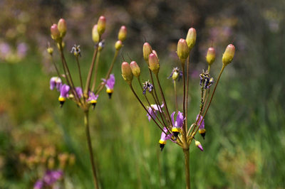 Recent wildfires have yielded to an awesome wildflower bloom at Lizards Mouth.