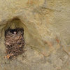 Canyon Wren nest, at San Ysidro Canyon