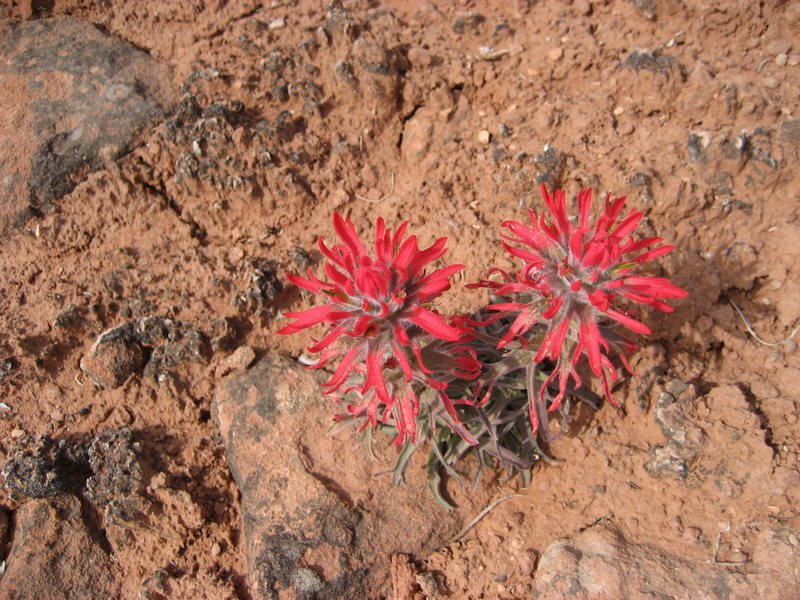 Desert bloom.  April 26th 2009.