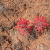 Desert bloom.  April 26th 2009.