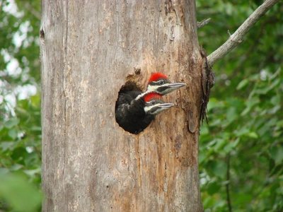 Baby woodpeckers at our campsite on Insula Lake in the Boundary Waters.  July 07.  