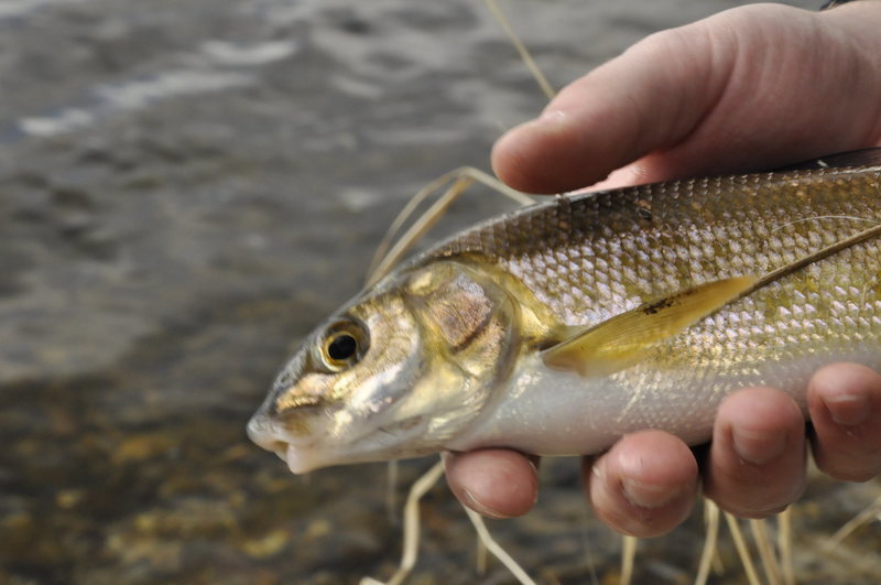 End of winter fishing on the bitterroot