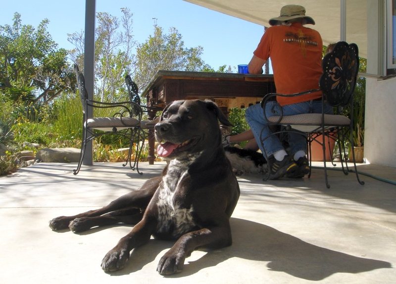 Times, I'll never forget! : )<br>
<br>
My best friend Nan-Cat, and the greatest Hollywood score mixer Dan Wallin talking politics; looks like it's a good time for me to take a nap with the pup; Awww, isn't he handsome?<br>
<br>
Malibu, Ca.