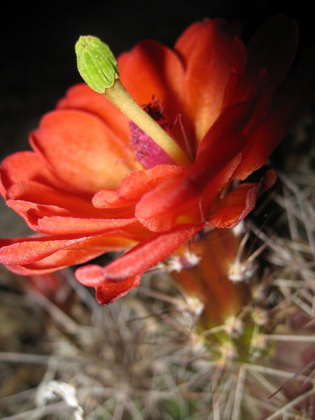 Cactus bloom at The Druid.  May 2009.