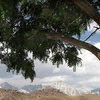 Sierra Crest from lower Tuttle Creek Campground.<br>
Photo by Blitzo.