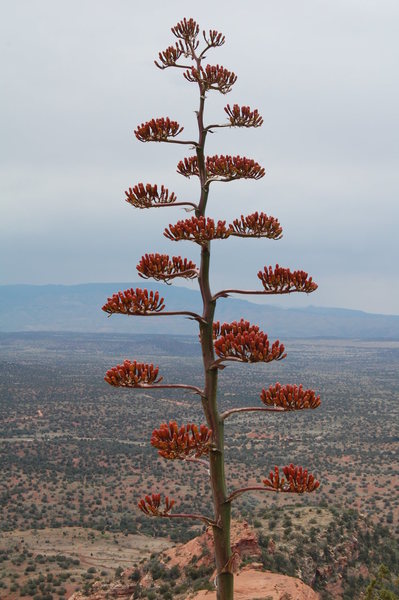 Agave on Bear Mountain.