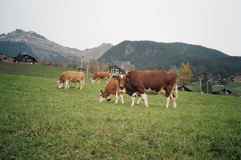 Grindelwald Locals<br>
still need more cow bell?