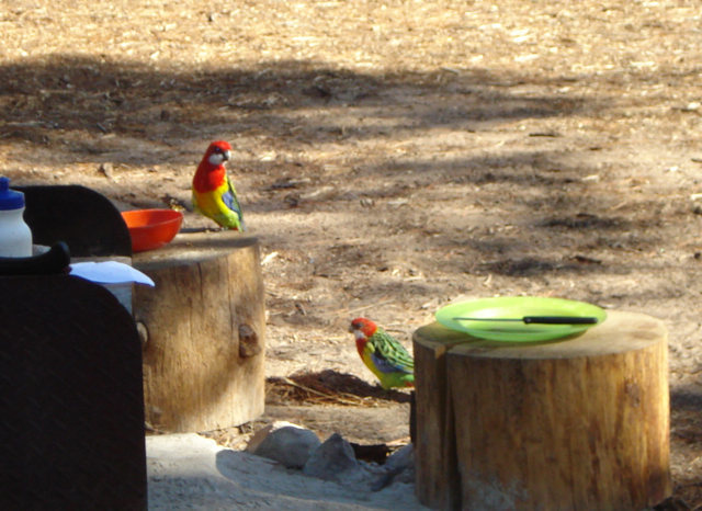 Eastern Rosella, in the Pines, checking out my cereal bowl