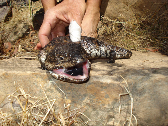 Stumpy tail lizard