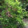 We have a gazillion plums coming in. I swear, they are the sweetest, and juiciest plums around! : )<br>
<br>
Taken 6/1/09