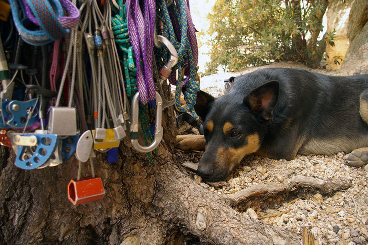 Guarding the rack at Mount Lemmon, Tucson, AZ.  