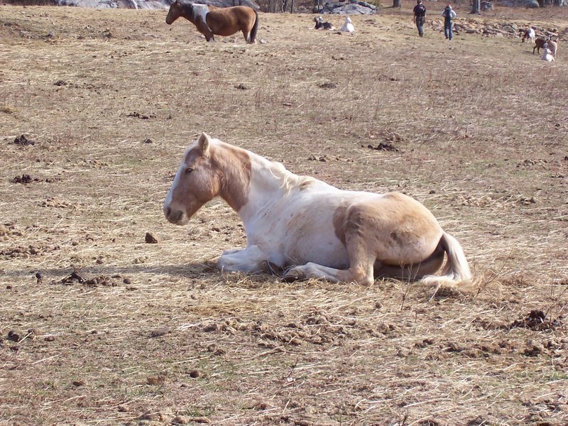 Horses and goats.