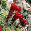 Cacti in bloom by the Mall Wall