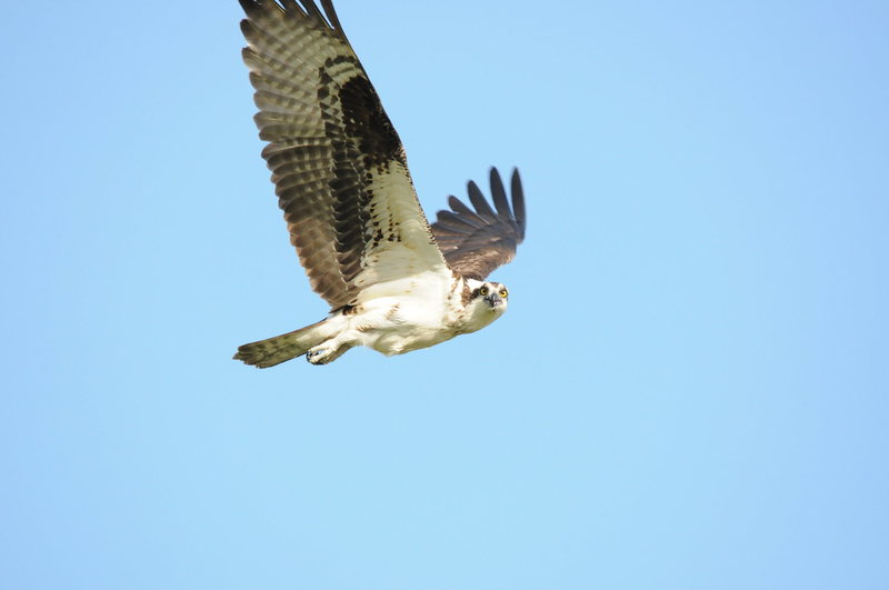 osprey