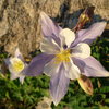 Early morning light on a Columbine in RMNP