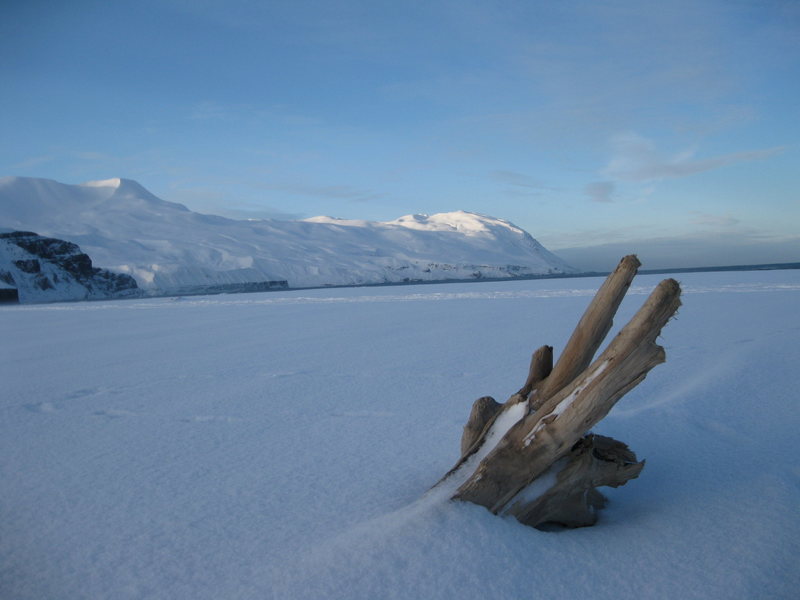 Driftwood from Siberia in Northern Iceland