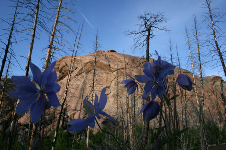 Flowers on the way to the Quarry Wall.