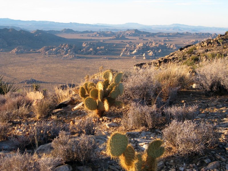 Prickly Pear glowing in the sun.<br>
<br>
J-Tree