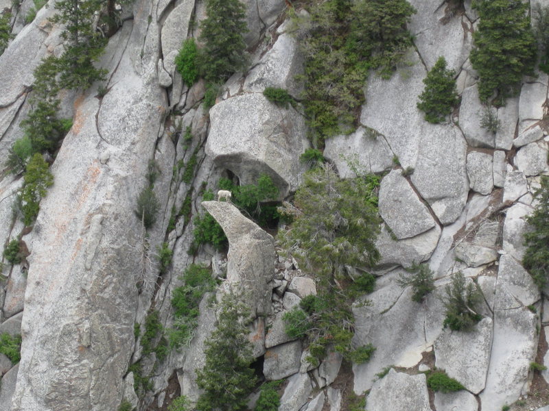 Mountain goat posing for a photo.