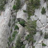 Mountain goat posing for a photo.