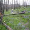 Thunder Ridge trail.