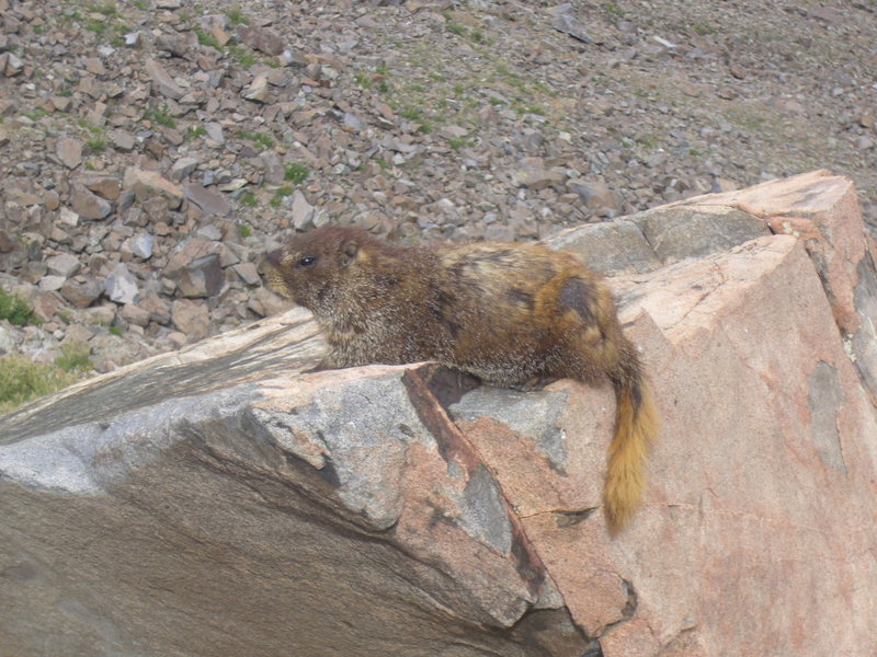 A not so shy Marmot.