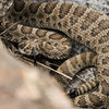 Rattlesnake!