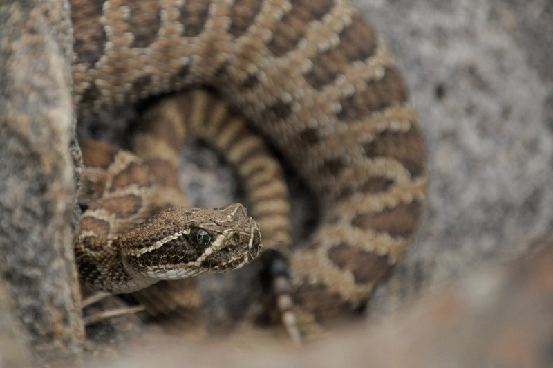 This is the same snake as the other photo, but our crew spotted between 7 and 10 rattlers in total.