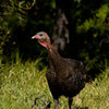 Saw this incredible creature in the parking turn-out just uphill from the tunnels, at Wheeler Gorge.