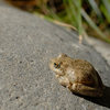 Foothill Yellow-Legged Frog (Rana boylii) Wheeler Gorge