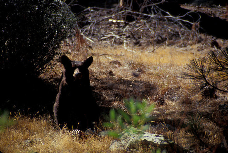 Black Bears are a common sight throughout the Kern River Valley.  Proper food storage is a must.