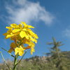 Western Wallflower (Erysimium capitatum) near the Hungover Wall, Keller Peak.   